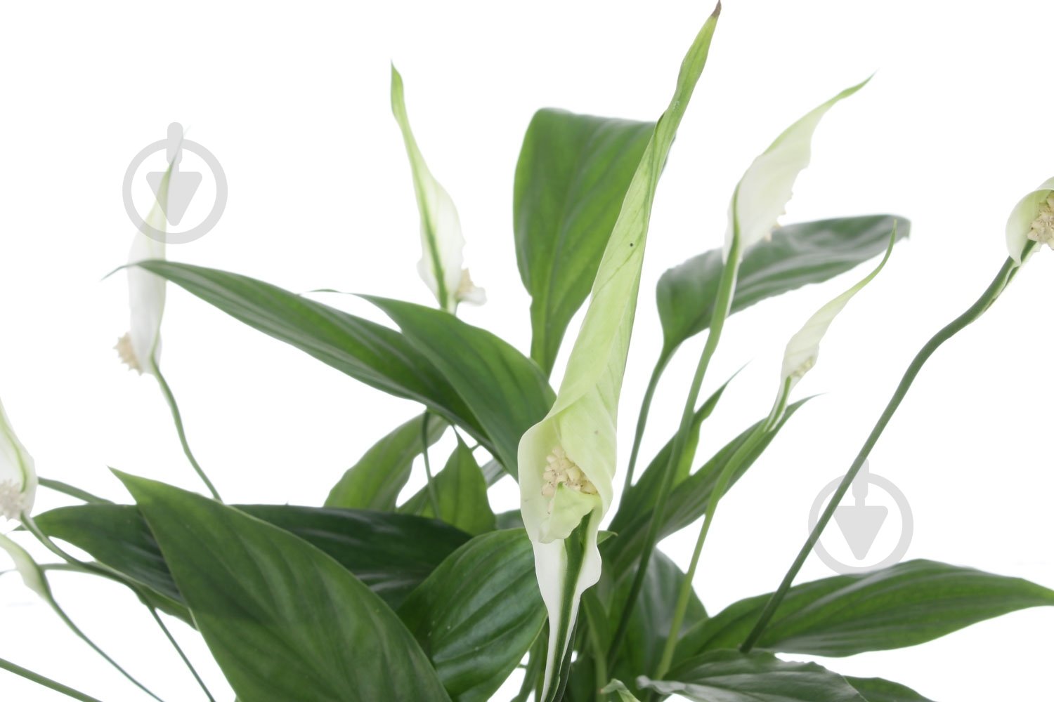 Растение Спатифиллум мини 9/20 - фото 2