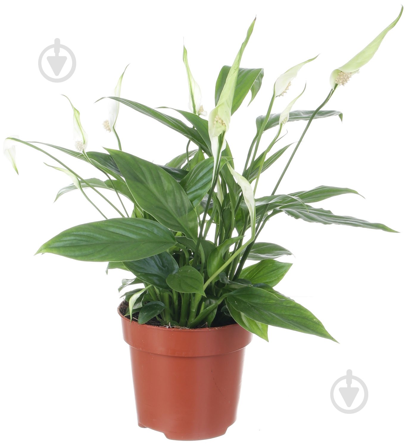 Растение Спатифиллум мини 9/20 - фото 1