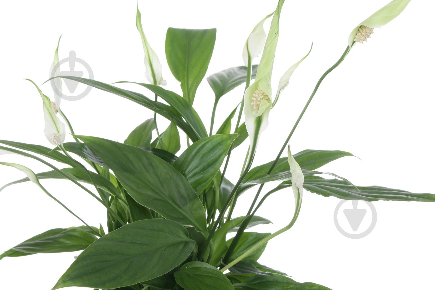 Растение Спатифиллум мини 9/20 - фото 4