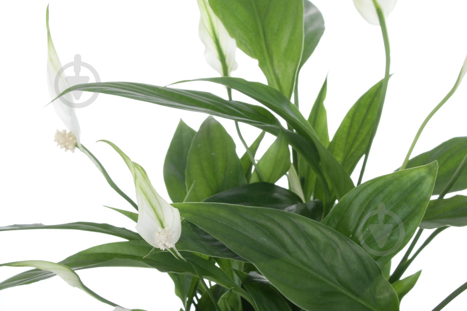 Растение Спатифиллум мини 9/20 - фото 3