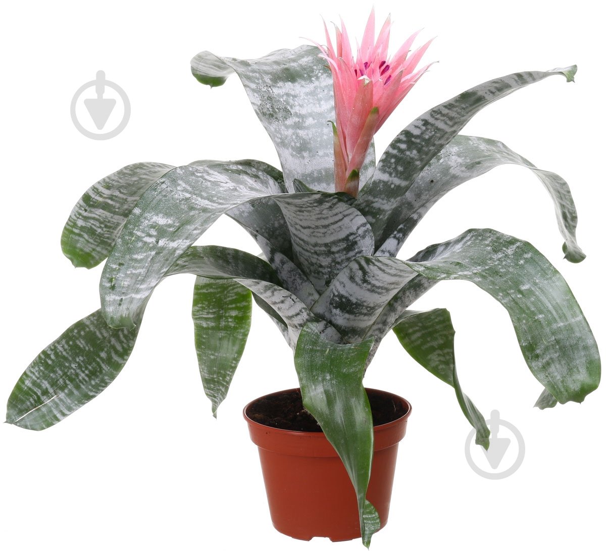 Растение Эхмея 15х60 см - фото 1