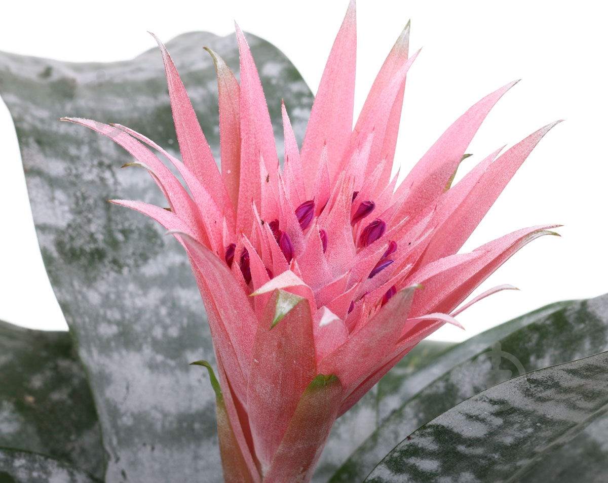 Растение Эхмея 15х60 см - фото 2