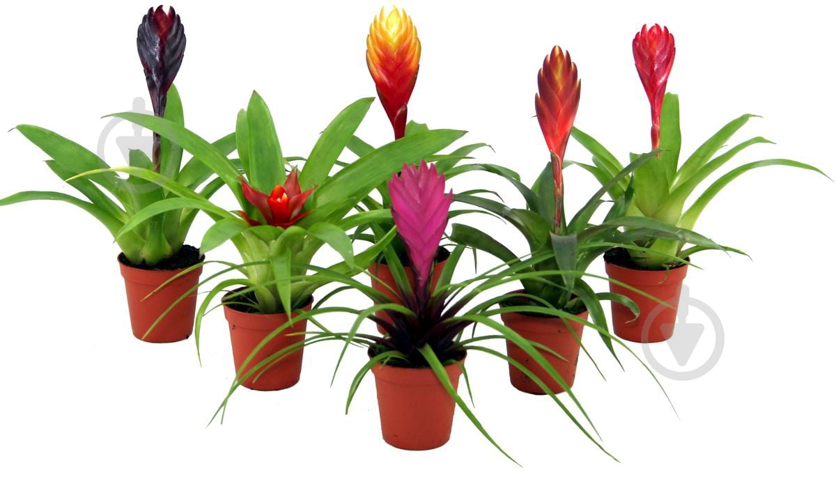 Растение Бромелія мікс 9/25 - фото 1 Растение Бромелія мікс 9/25 - фото 1