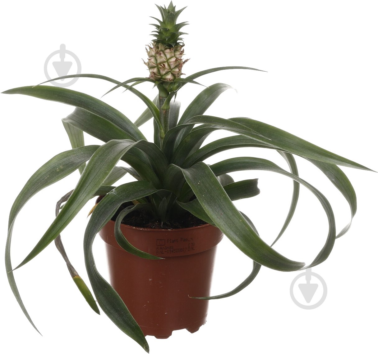 Растение комнатное Ананас 12/45 - фото 1