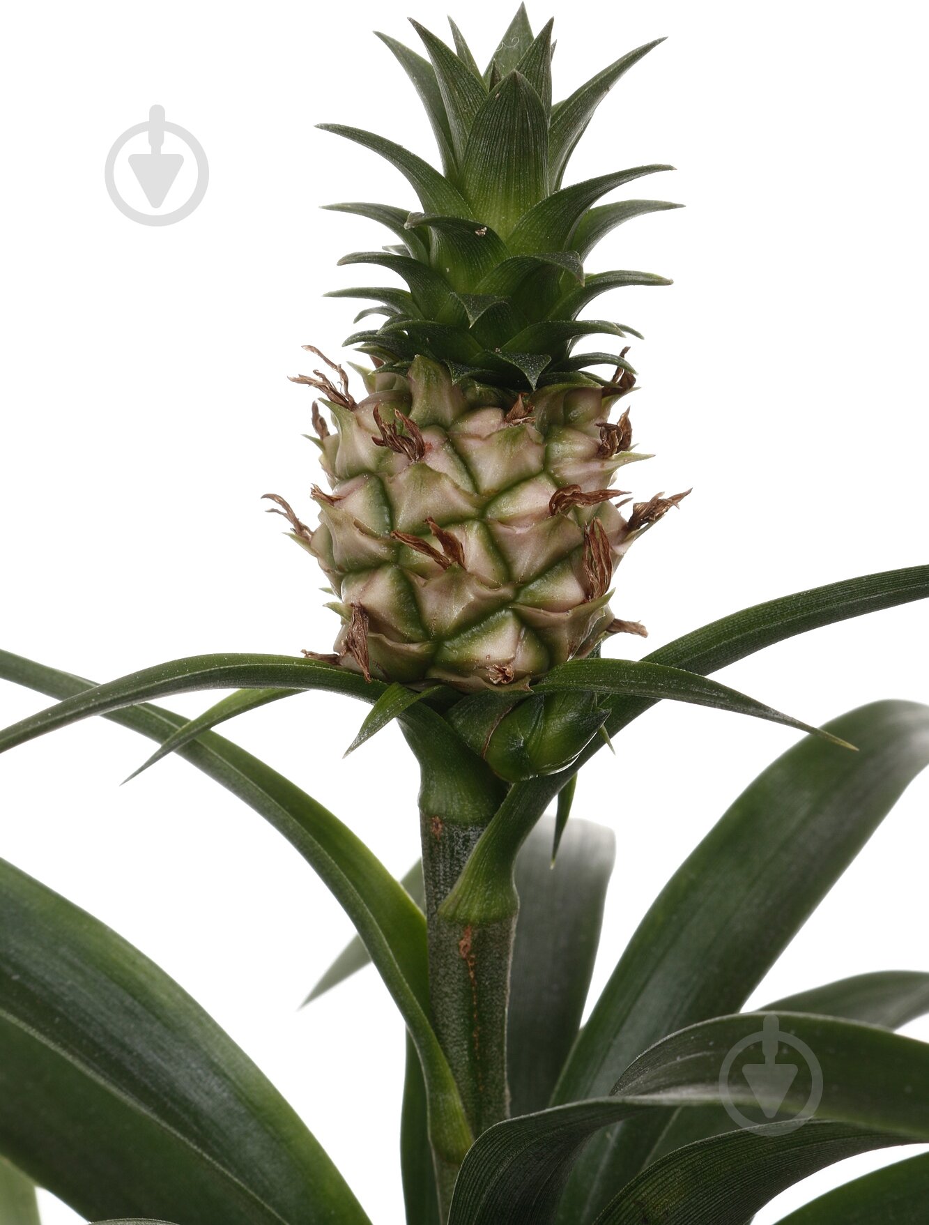 Растение комнатное Ананас 12/45 - фото 2