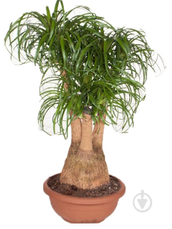 Растение Бокарнея 3 рр 12/40 - фото 1 Растение Бокарнея 3 рр 12/40 - фото 1