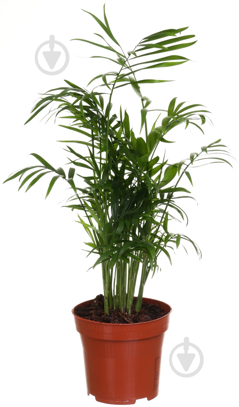 Растение Пальма Хамедорея 12/50 - фото 1