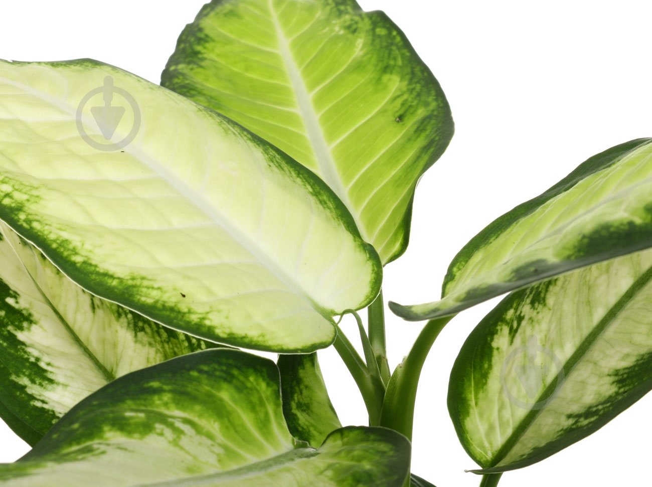 Растение Диффенбахия Камилла 12/45 - фото 2