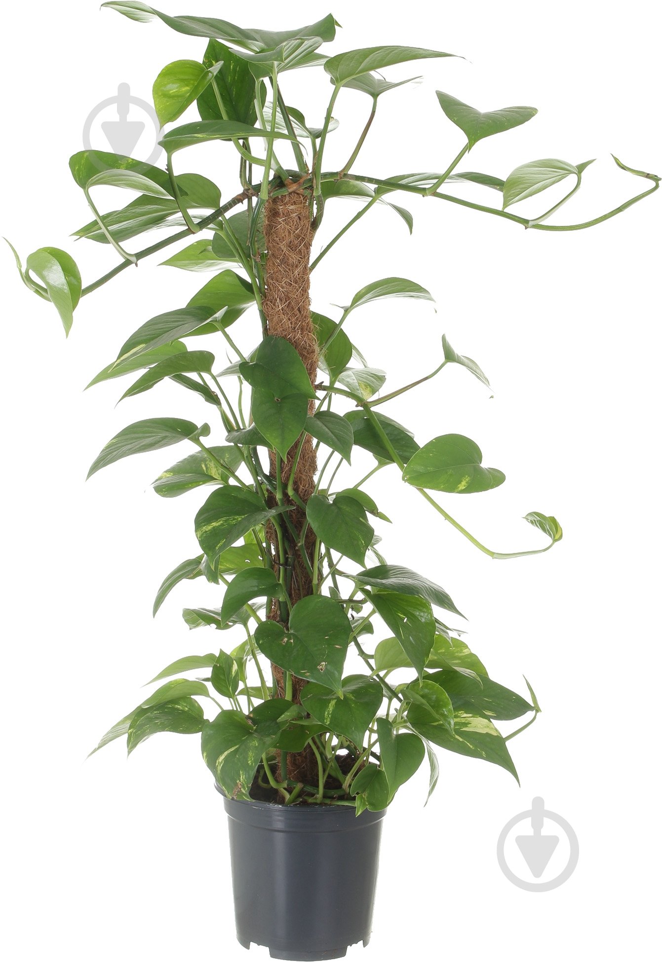 Растение Эпипремнум на опоре 19/80 - фото 1 Растение Эпипремнум на опоре 19/80 - фото 1