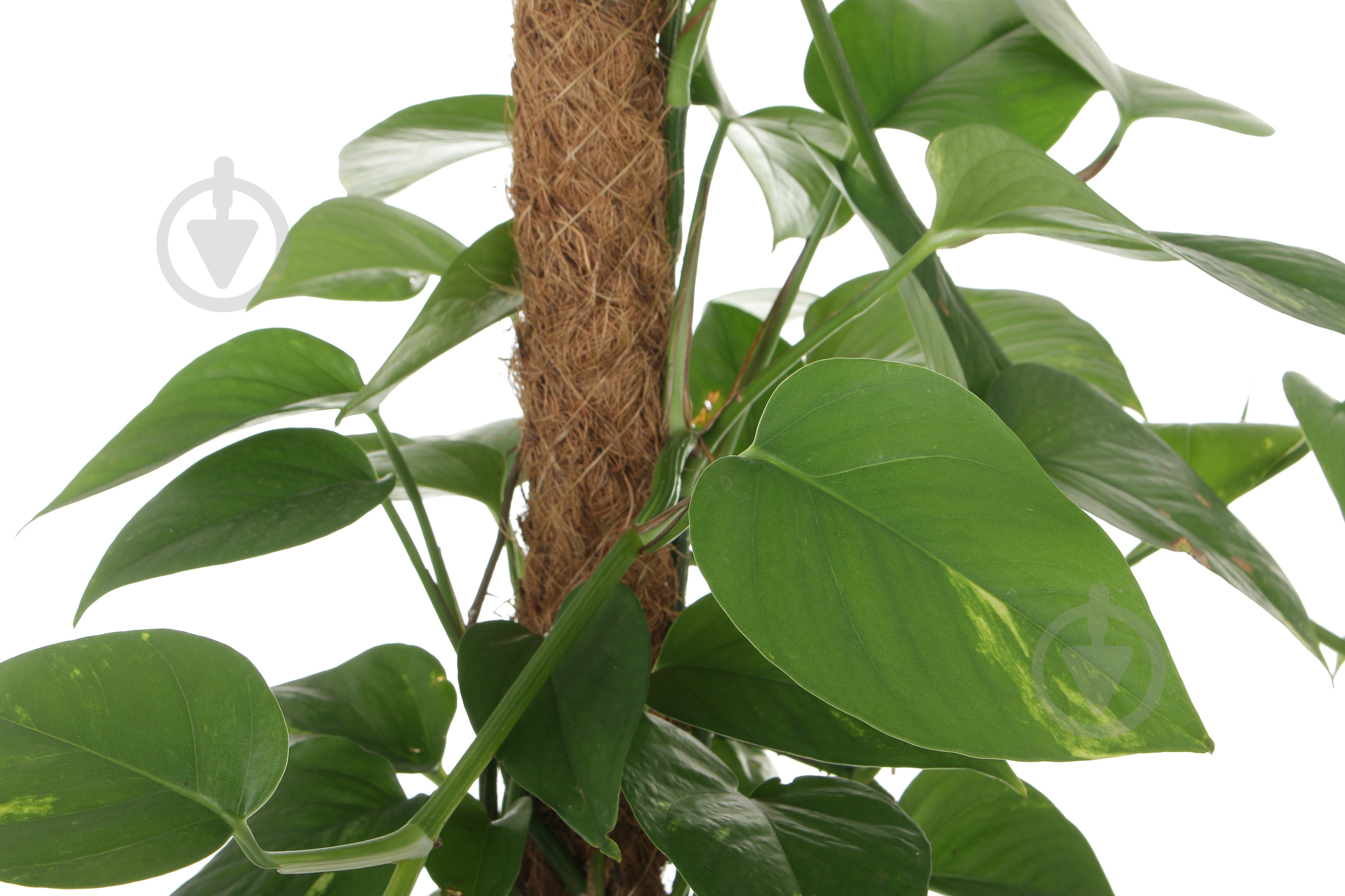 Растение Эпипремнум на опоре 19/80 - фото 2 Растение Эпипремнум на опоре 19/80 - фото 2