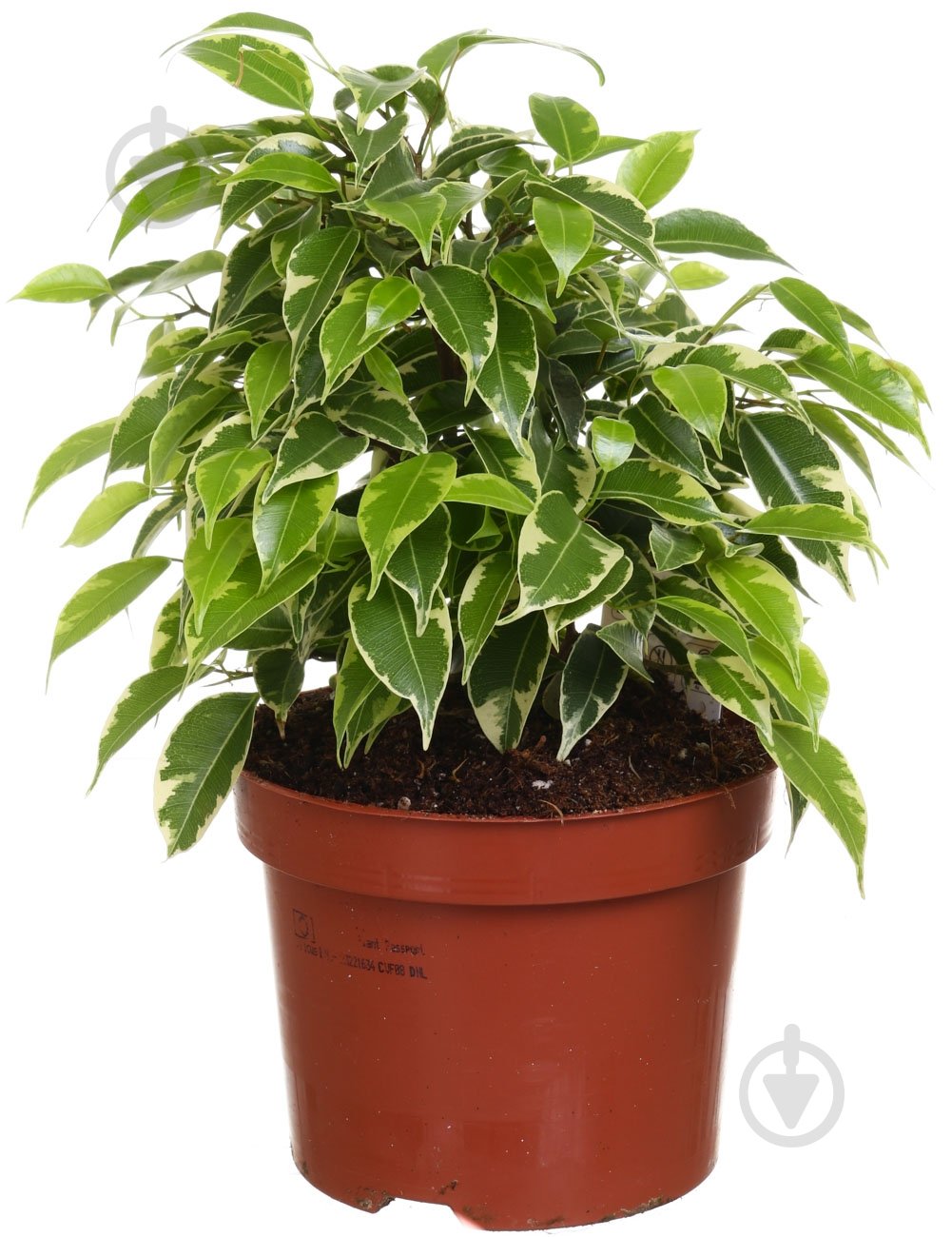 Растение Фикус Кинки 12/30 - фото 1
