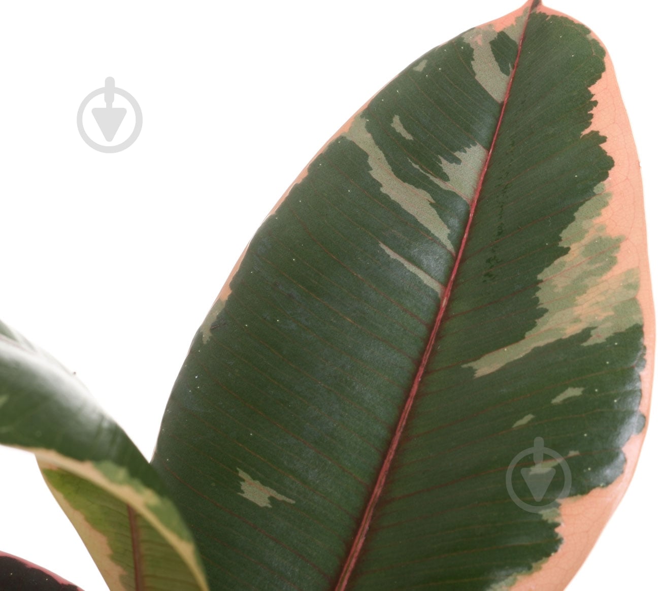 Растение Фикус эластика Белиз 12/40 - фото 2