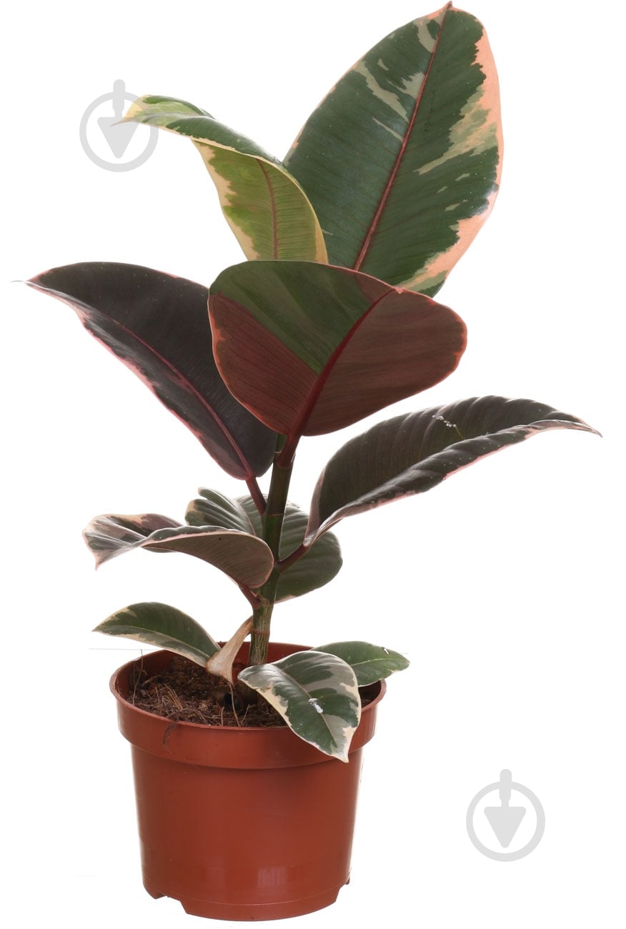 Растение Фикус эластика Белиз 12/40 - фото 1