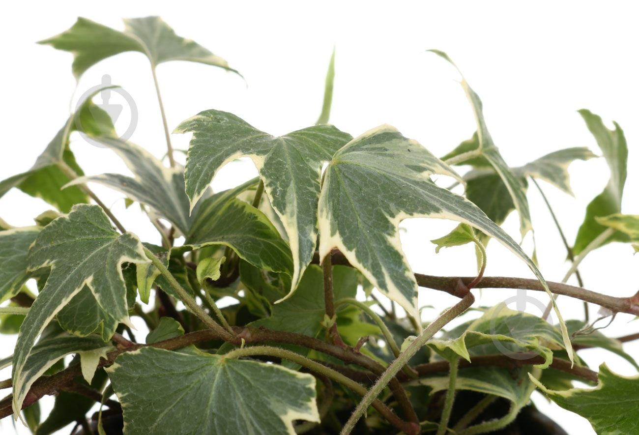 Рослина Хедера мікс 8/20 - фото 2