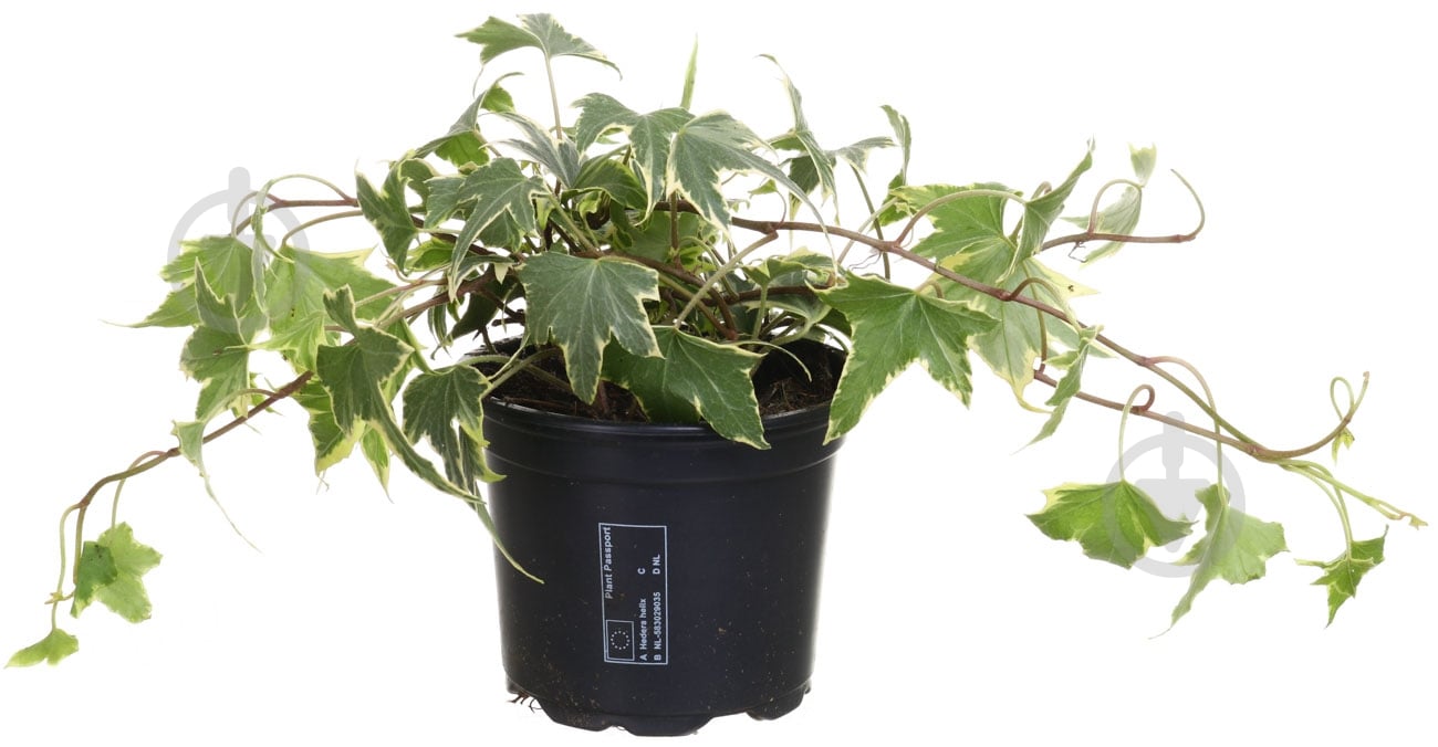 Рослина Хедера мікс 8/20 - фото 1