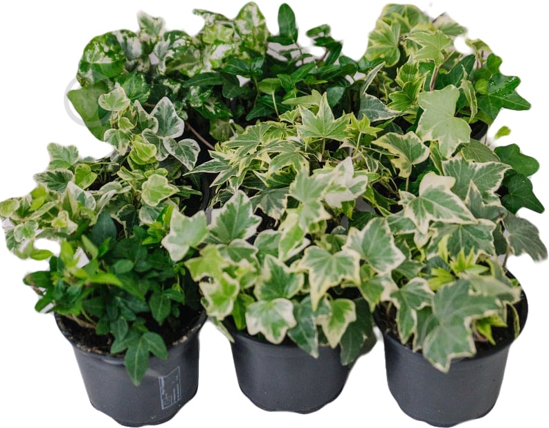 Рослина Хедера мікс 8/20 - фото 3