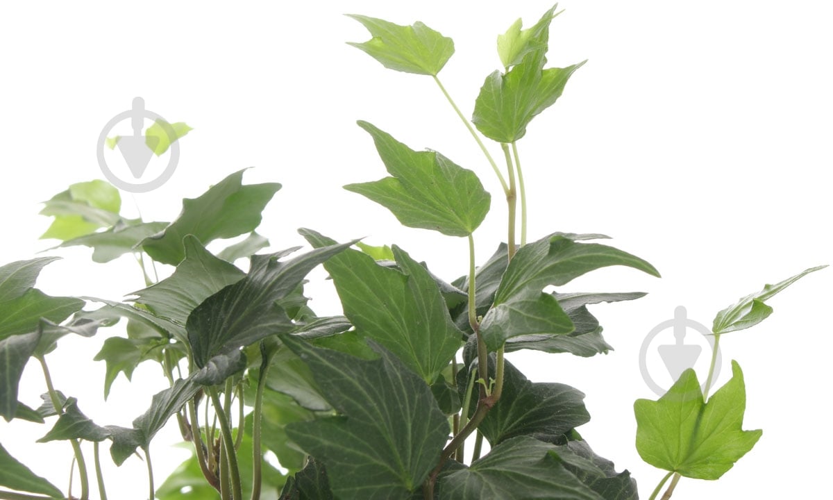 Растение Хедера Вариегата 9/15 - фото 2 Растение Хедера Вариегата 9/15 - фото 2