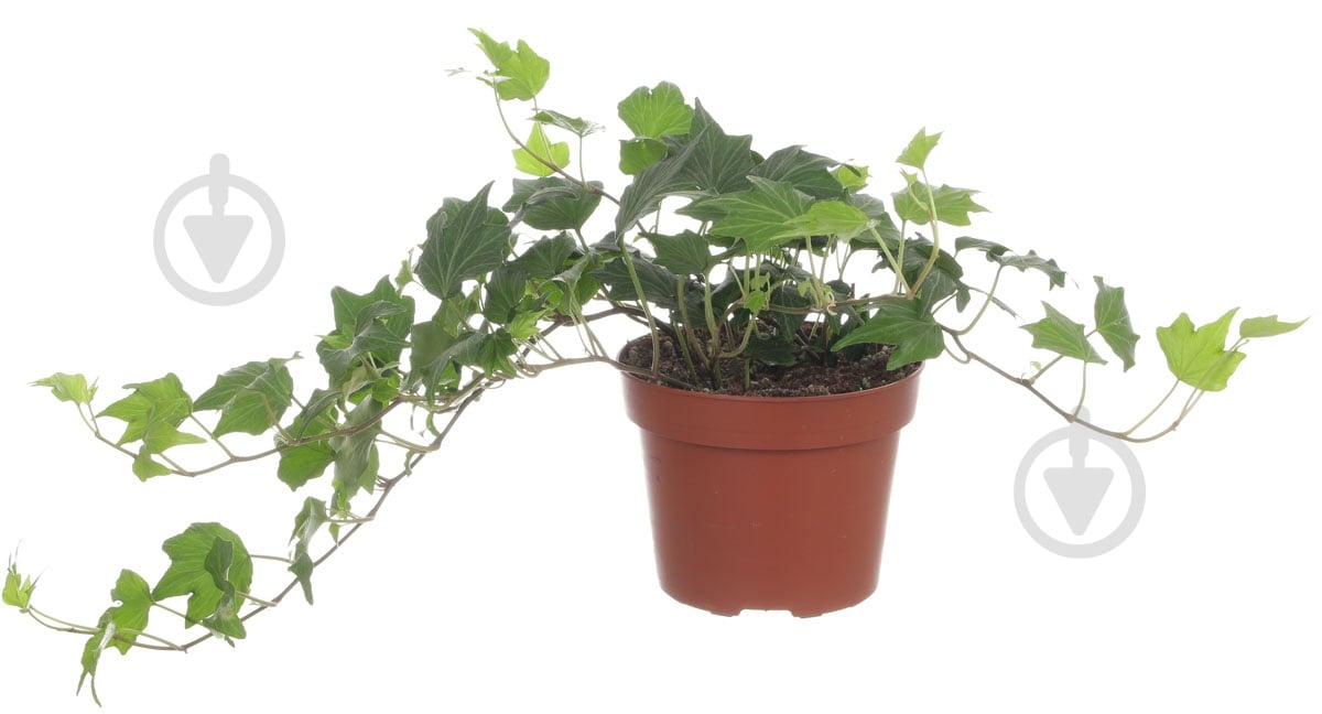 Растение Хедера Вариегата 9/15 - фото 1 Растение Хедера Вариегата 9/15 - фото 1