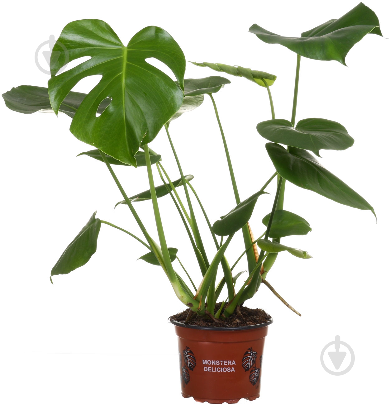 Растение Монстера 2рр 17/70 - фото 1