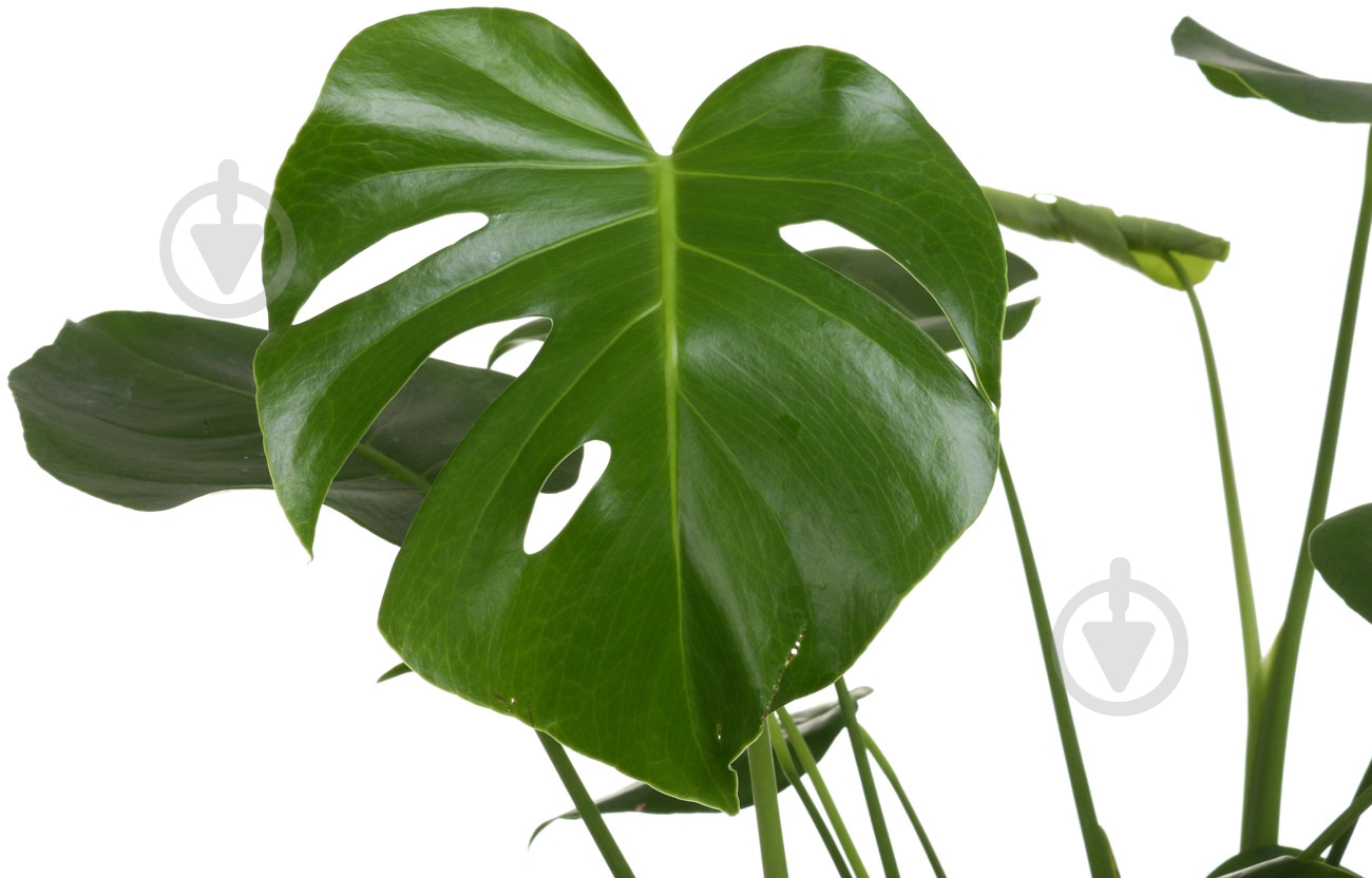 Растение Монстера 2рр 17/70 - фото 2