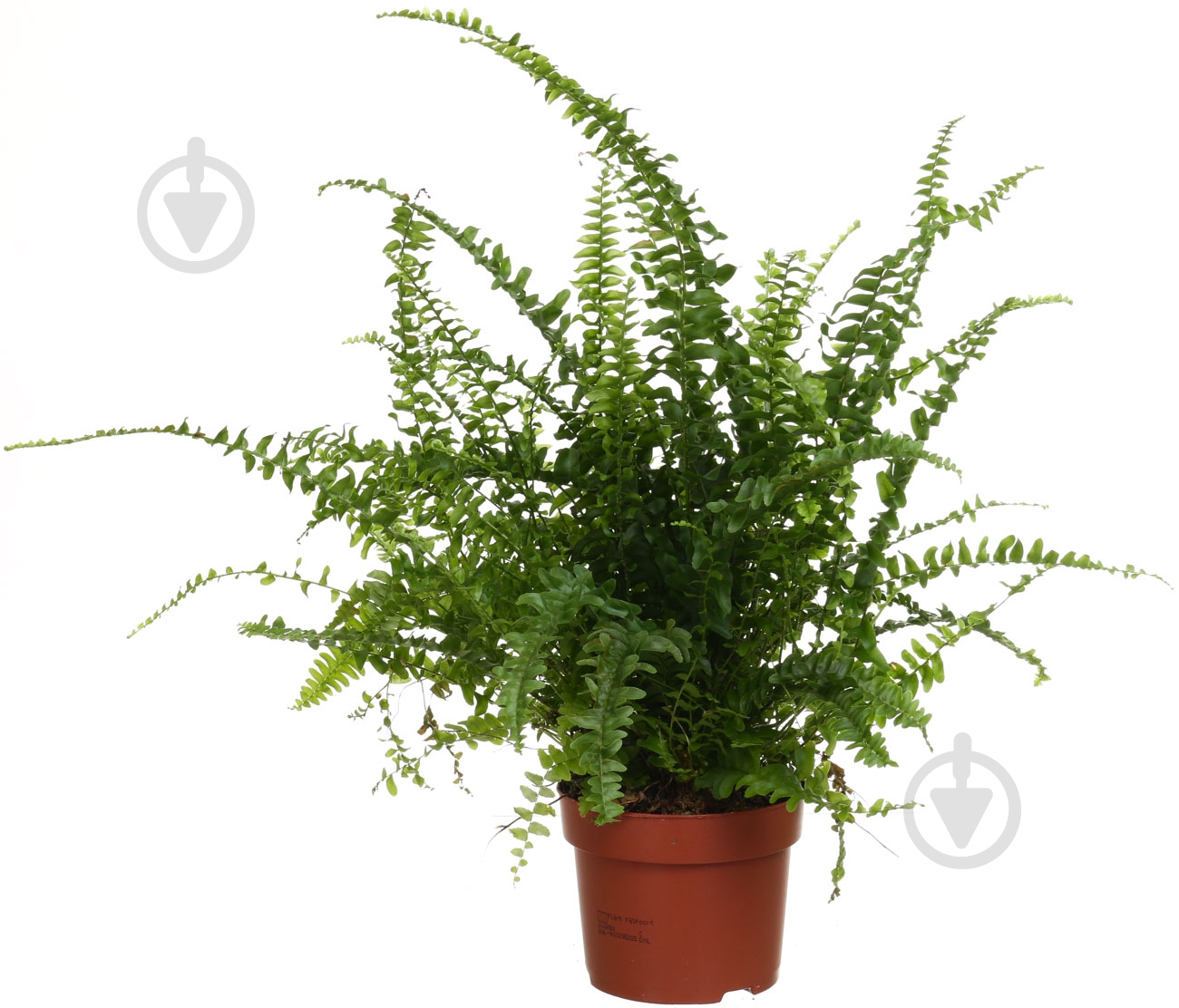 Растение Нефролепис Boston 12/35 - фото 1