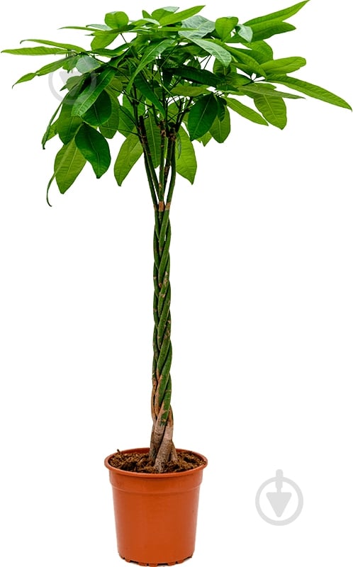 Растение Пахира aquatica 24/110 - фото 1