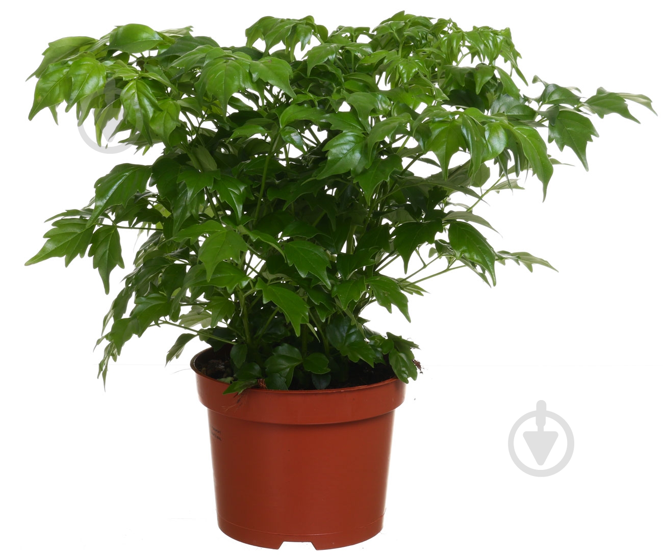 Растение Радермахера 12/30 - фото 1