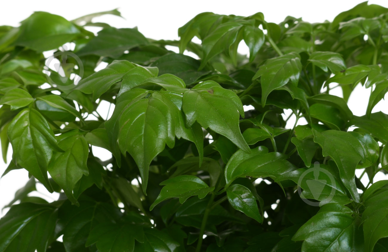 Растение Радермахера 12/30 - фото 2