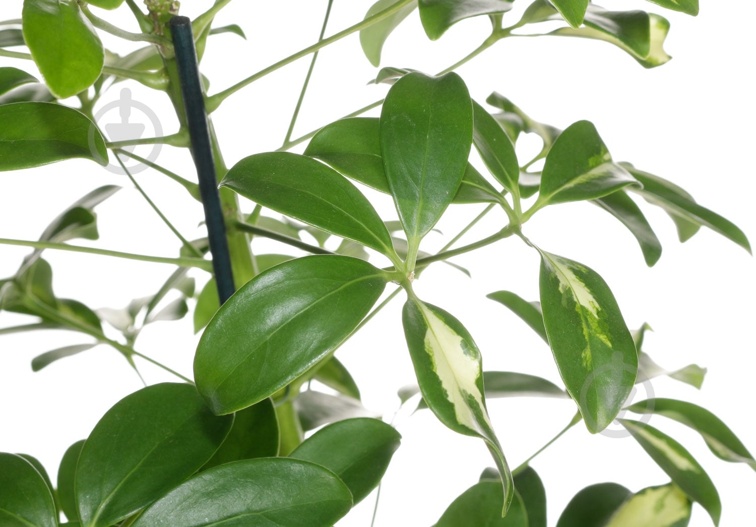 Рослина кімнатна Шефлера Герда 13/50 - фото 2