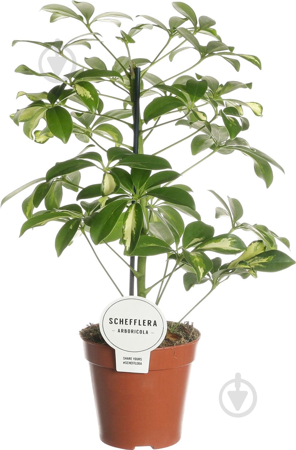 Рослина кімнатна Шефлера Герда 13/50 - фото 1