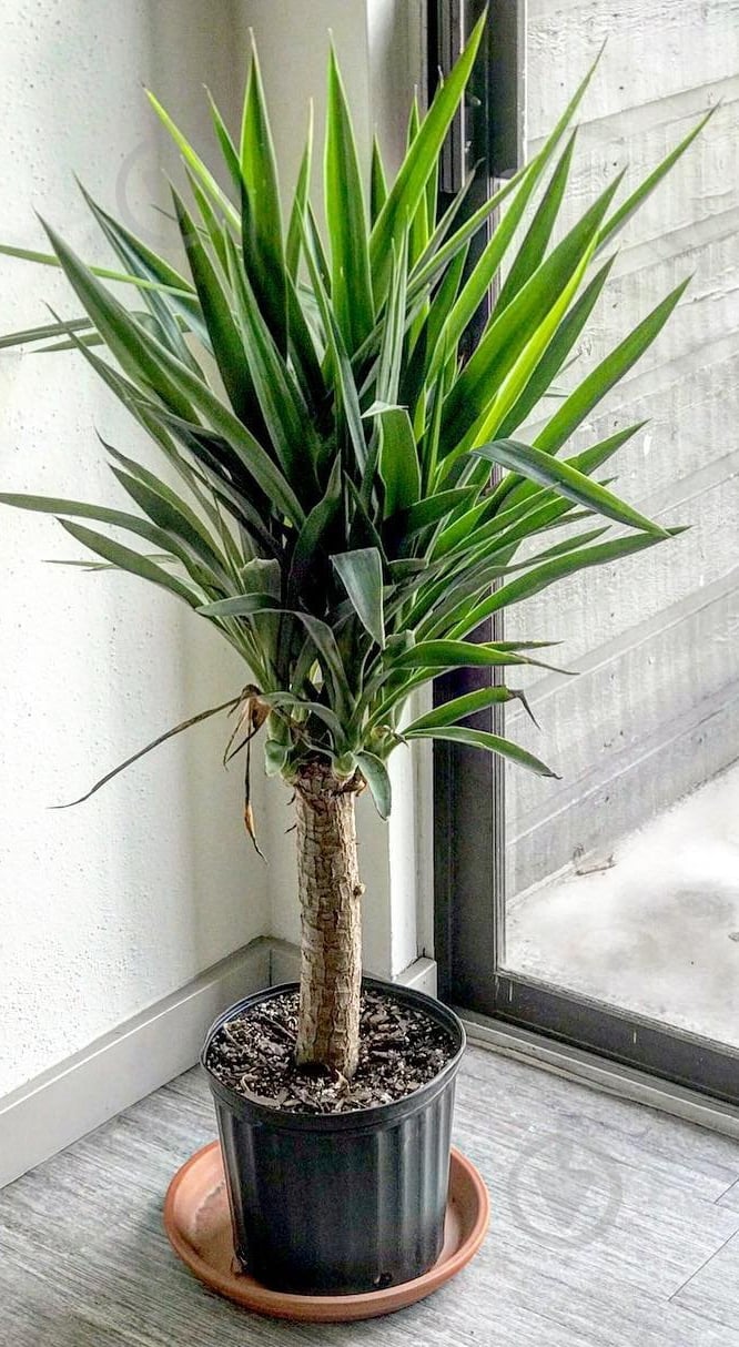 Растение Юкка бранч 27/100 - фото 1 Растение Юкка бранч 27/100 - фото 1