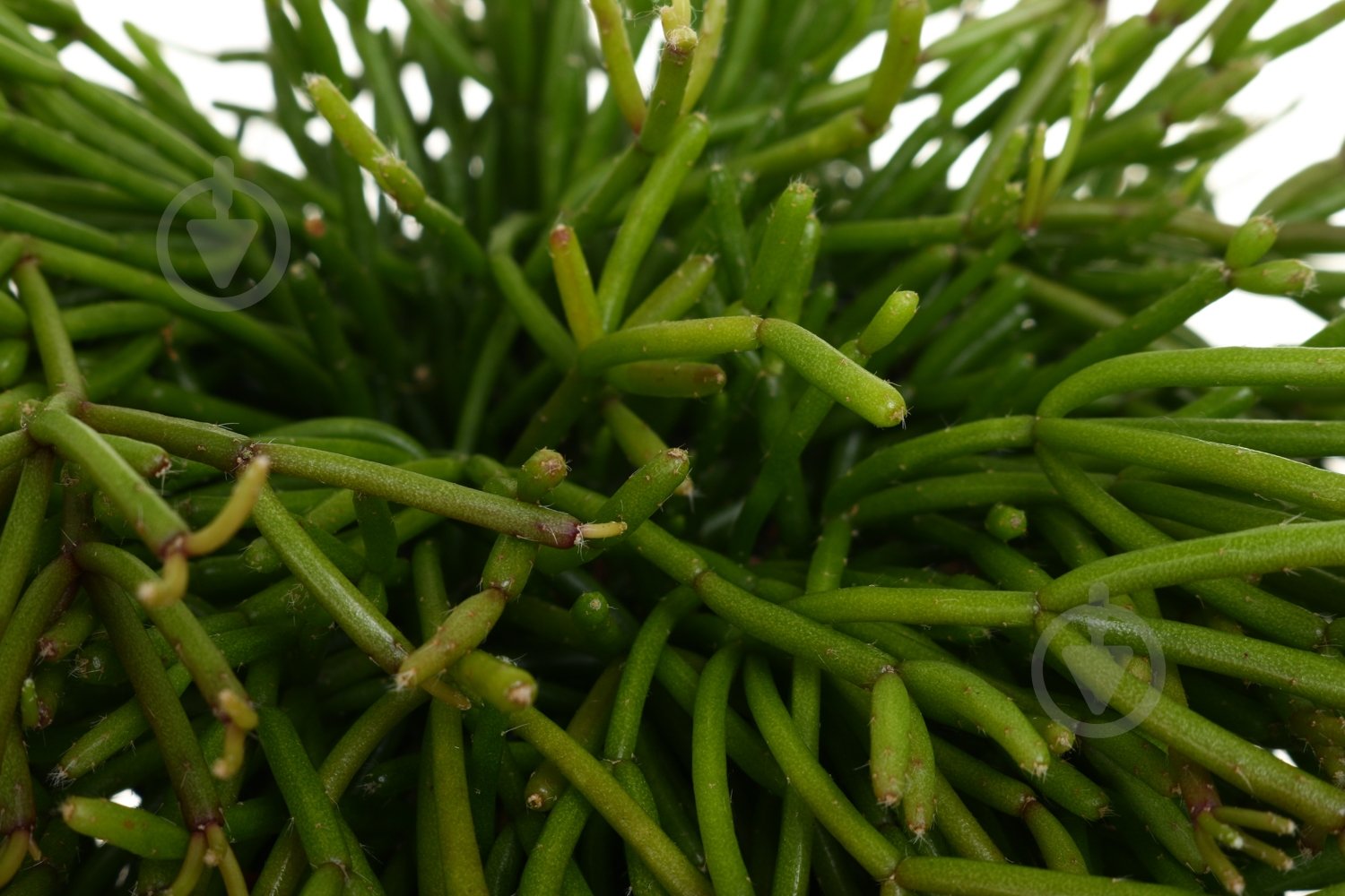 Растение Рипсалис микс 10/15 - фото 2