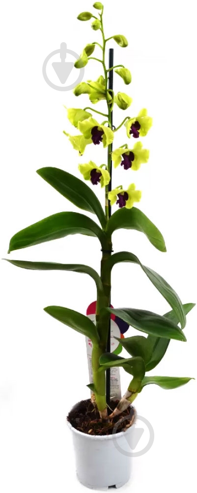 Растение дендробиум микс 45 см - фото 2