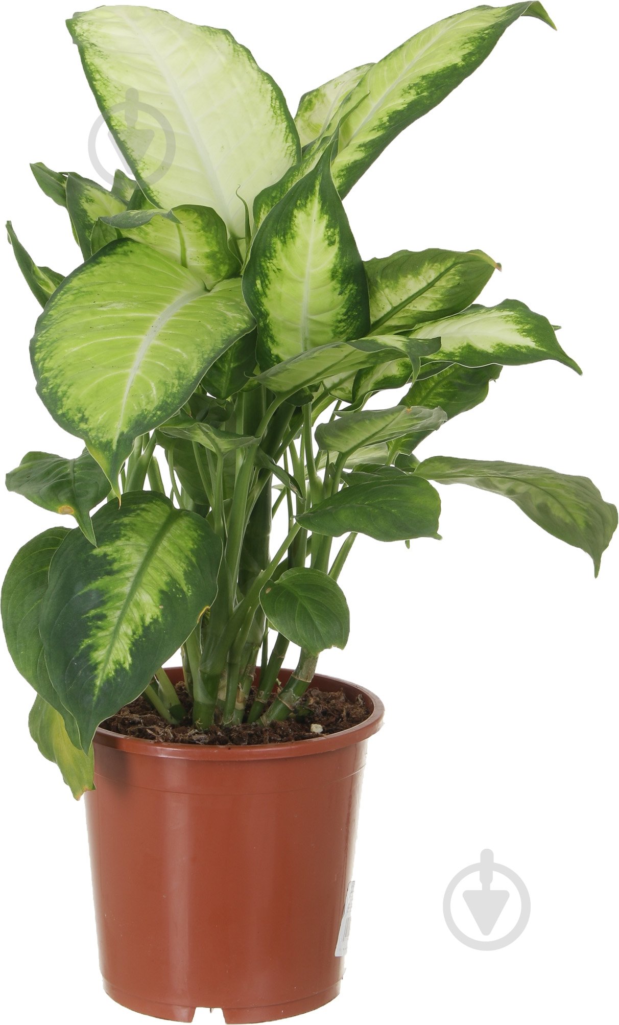 Растение Диффенбахия Камилла 17/50 - фото 1 Растение Диффенбахия Камилла 17/50 - фото 1