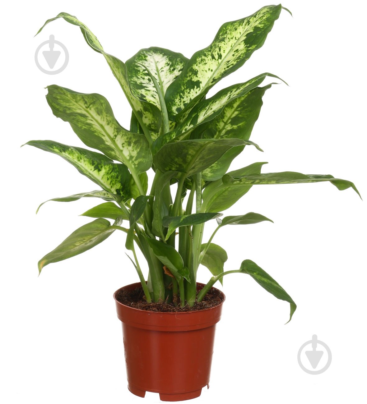 Растение комнатное Диффeнбахия мини микс 9x30 см - фото 1