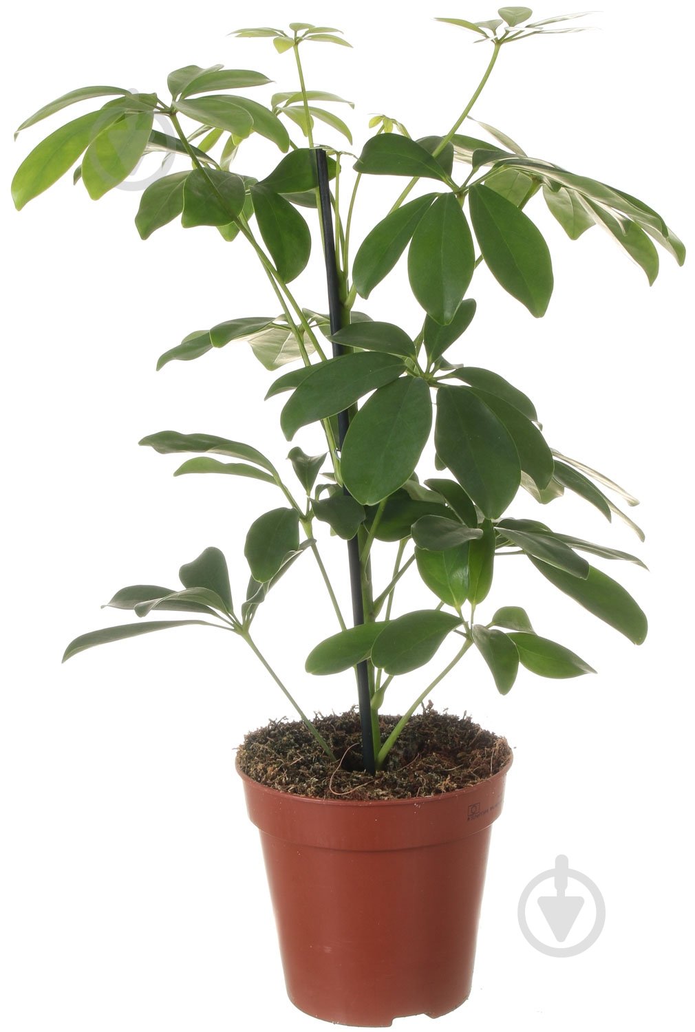 Растение Шефлера Нора 13x50 см - фото 1