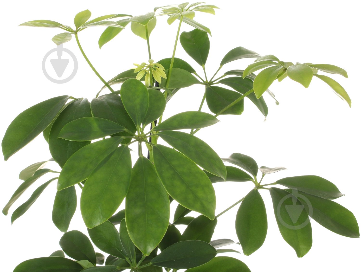 Растение Шефлера Нора 13x50 см - фото 2