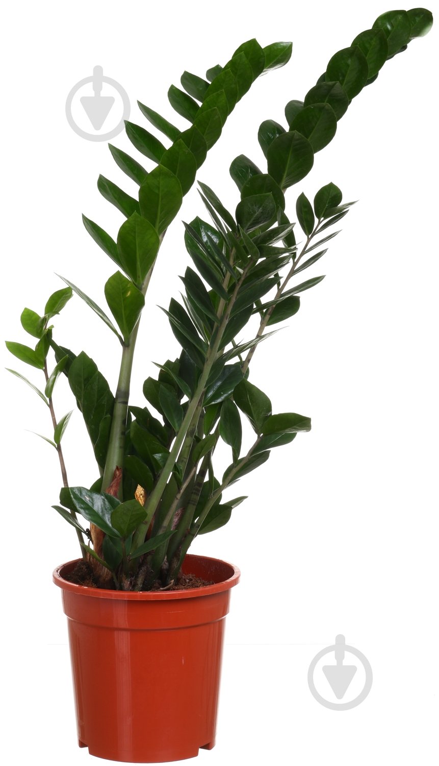 Растение Замиокулькас 21/95 - фото 1