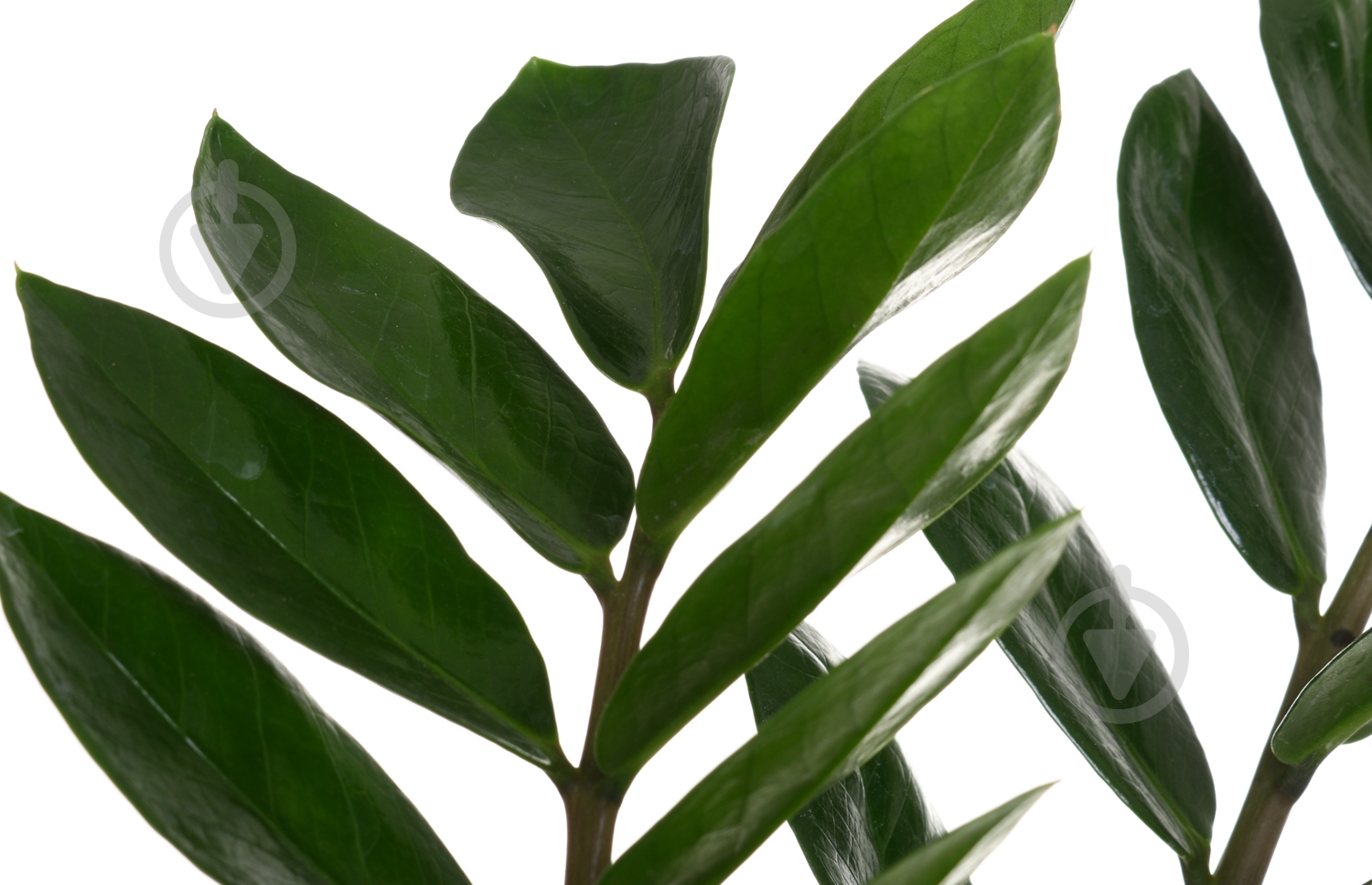 Растение Замиокулькас 21/95 - фото 2