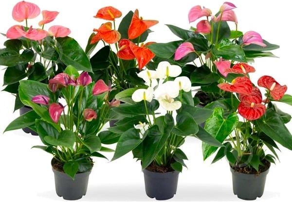 Растение Антуриум Andreanum микс 17/65 - фото 1 Растение Антуриум Andreanum микс 17/65 - фото 1