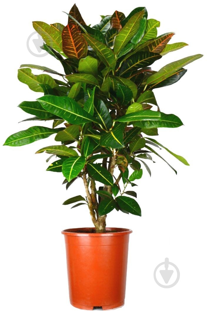 Растение Кротон Петра 17/70 - фото 1