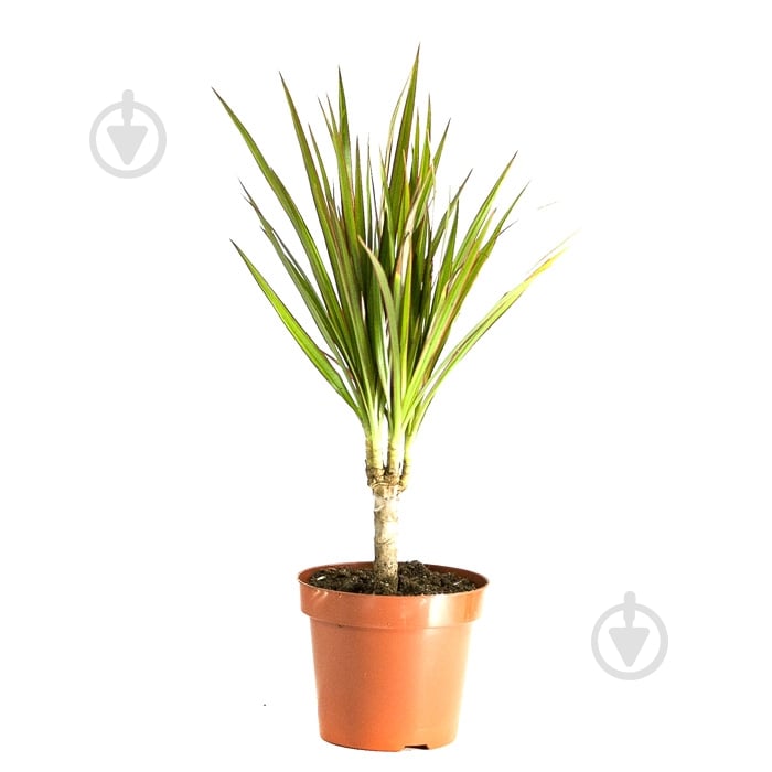 Растение Драцена Marginata 1 ствол 11x50 см - фото 1