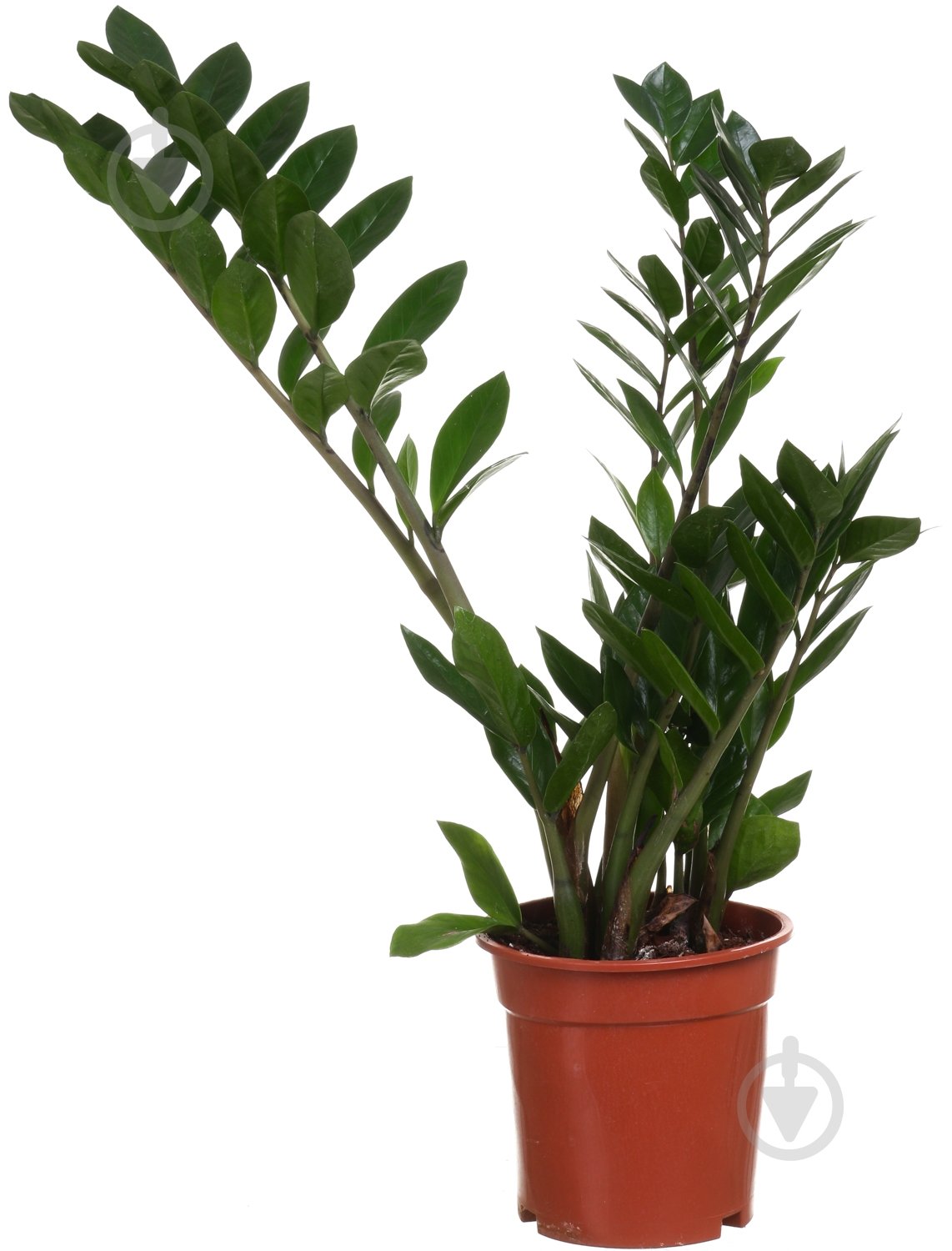 Растение Замиокулькас 17/60 - фото 1 Растение Замиокулькас 17/60 - фото 1