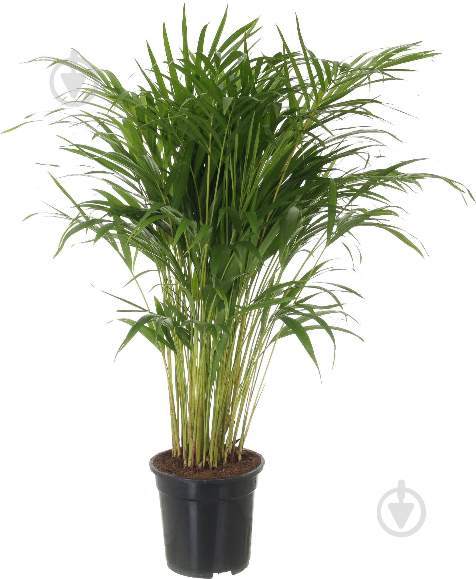Растение Пальма Арека 21/100 - фото 1