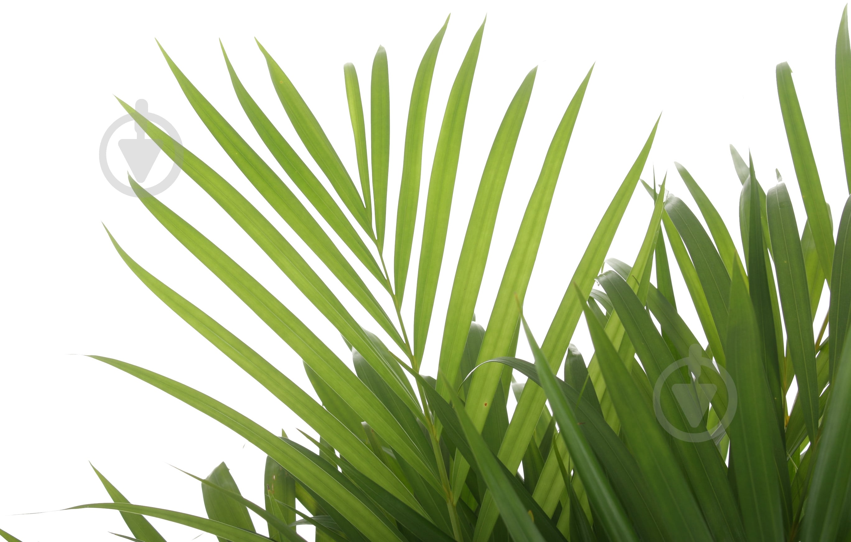 Растение Пальма Арека 21/100 - фото 2