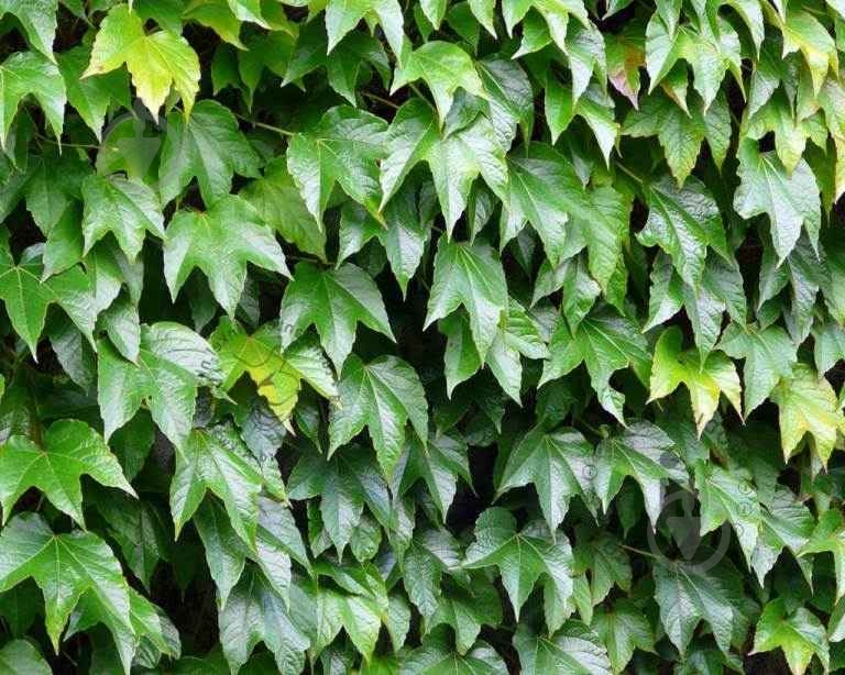 Рослина Виноград Вічі, С2 - фото 1