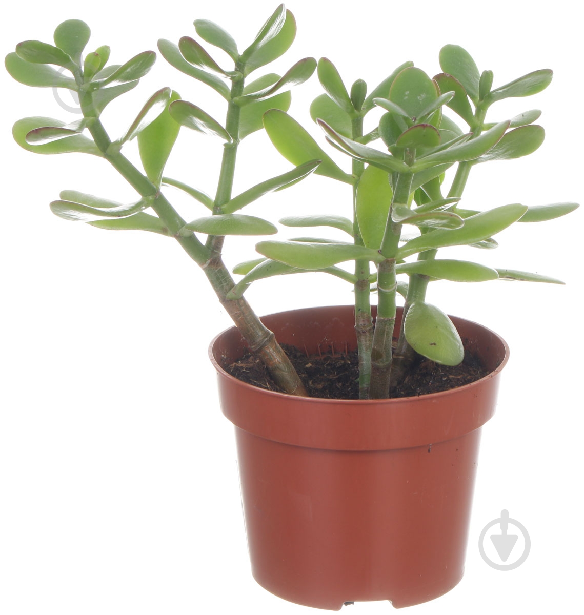 Растение Крассула Sunset 12/25 - фото 1