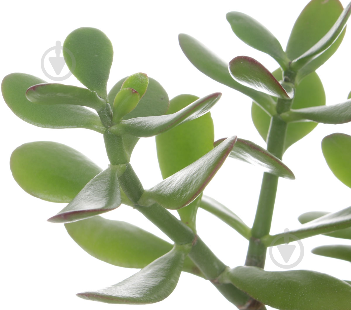 Растение Крассула Sunset 12/25 - фото 2