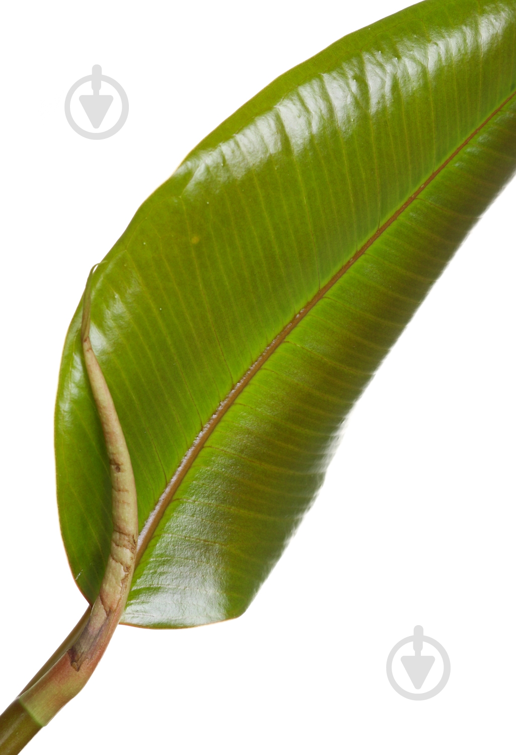 Растение Фикус эластика Робуста 13/35 - фото 2