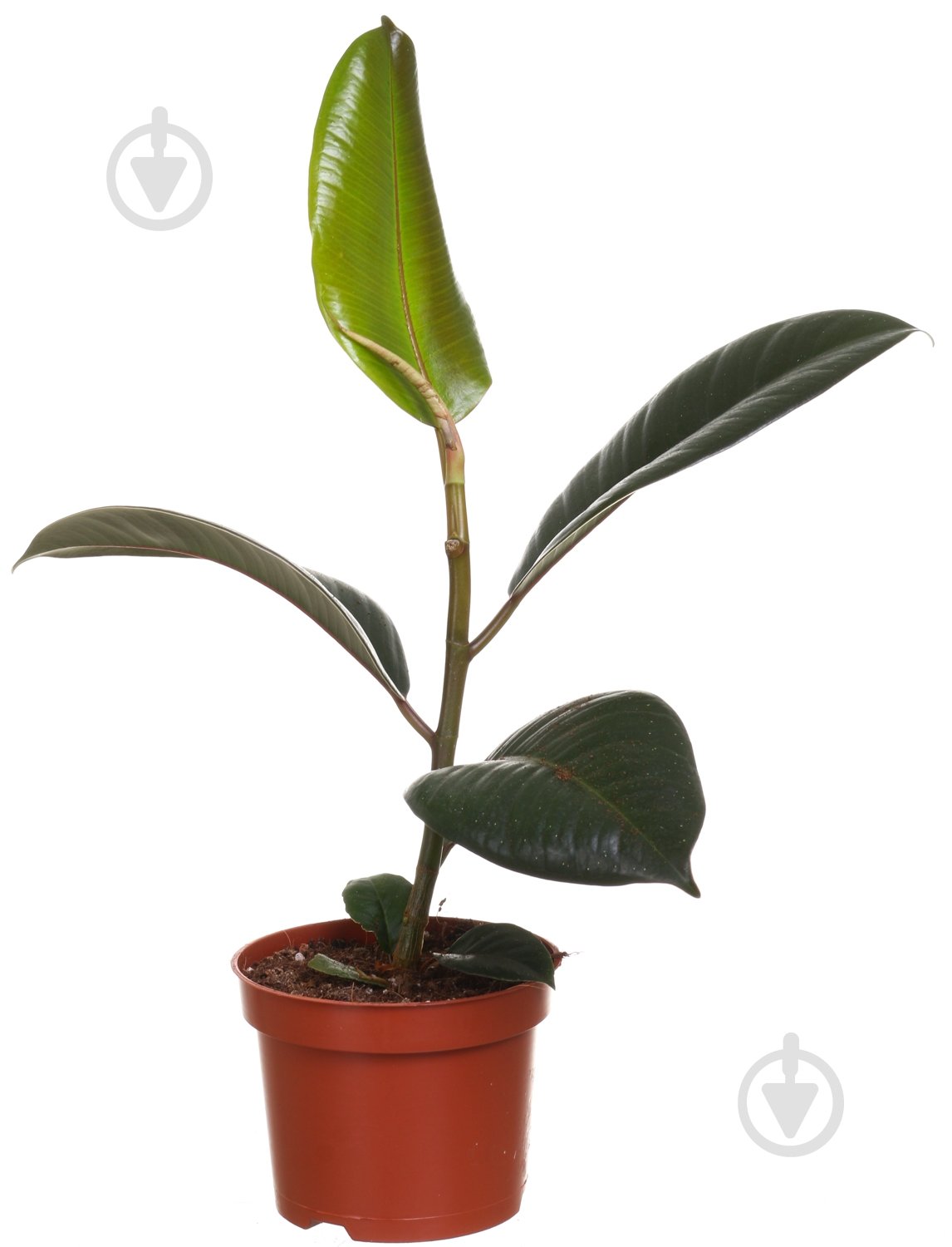 Растение Фикус эластика Робуста 13/35 - фото 1